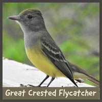 Great Crested Flycatcher